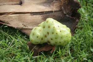 诺丽果能减肥吗？