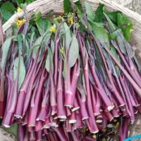 『红菜薹[紫菜薹]』营养价值 | 每100g营养成分表