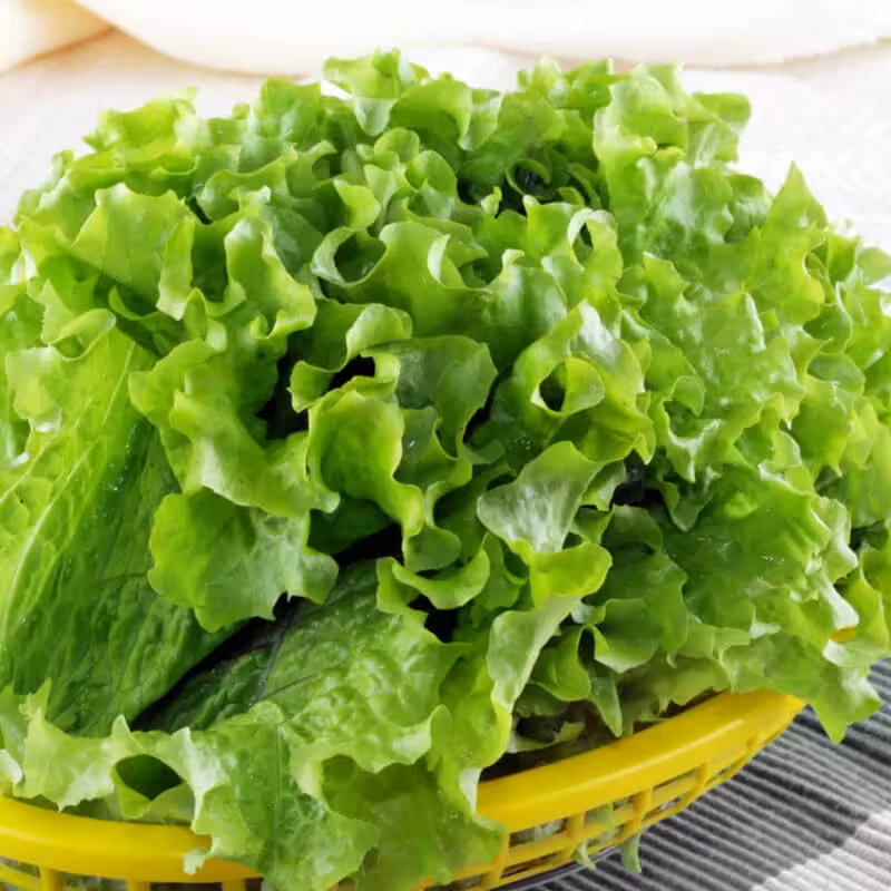 甜菜叶(鲜)