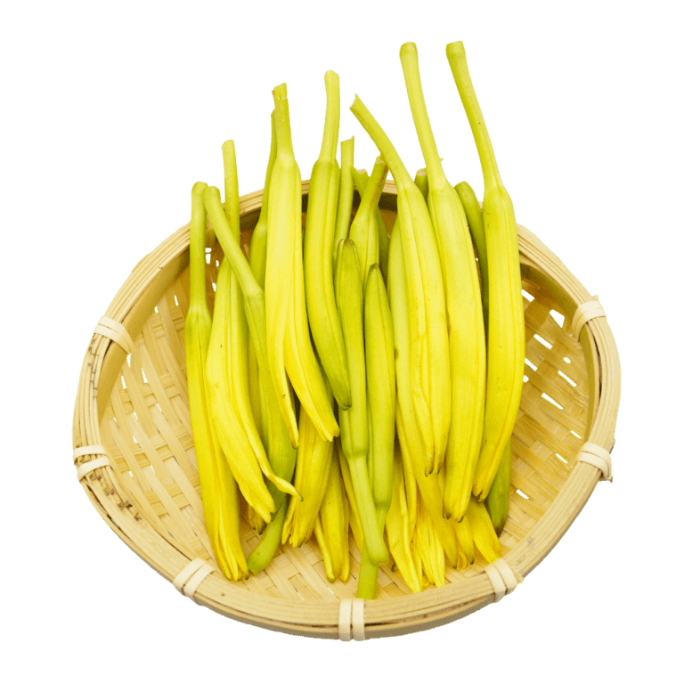 金针菜[黄花菜]
