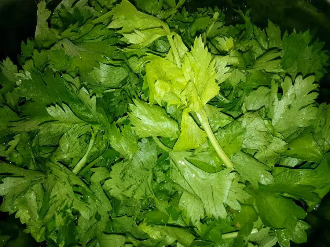 芹菜叶(鲜)