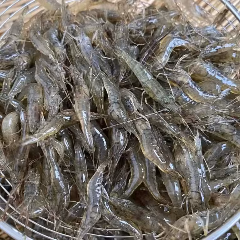 『塘水虾[草虾]』营养价值 | 每100g营养成分表