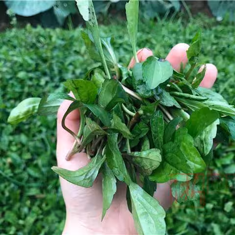马兰头[马兰，鸡儿肠，路边菊](鲜)
