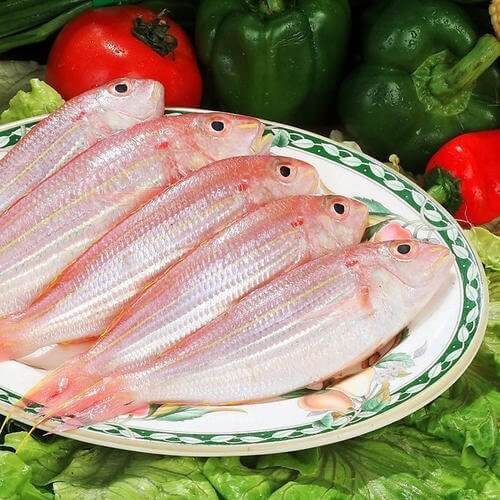 金线鱼[红三鱼]