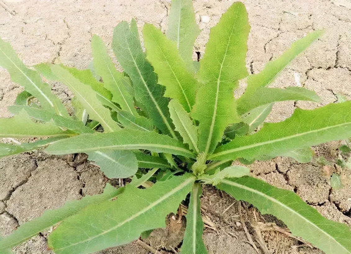 苦菜[节节花，拒马菜]