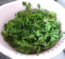 『荠菜[蓟菜，菱角菜](鲜)』营养价值 | 每100g营养成分表