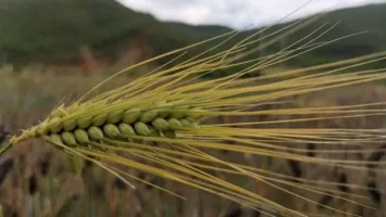 『大麦[元麦]』营养价值 | 每100g营养成分表
