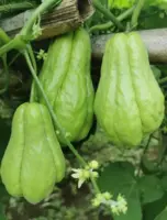 『佛手瓜[棒瓜，菜肴梨]』营养价值 | 每100g营养成分表