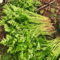 『水芹菜』营养价值 | 每100g营养成分表