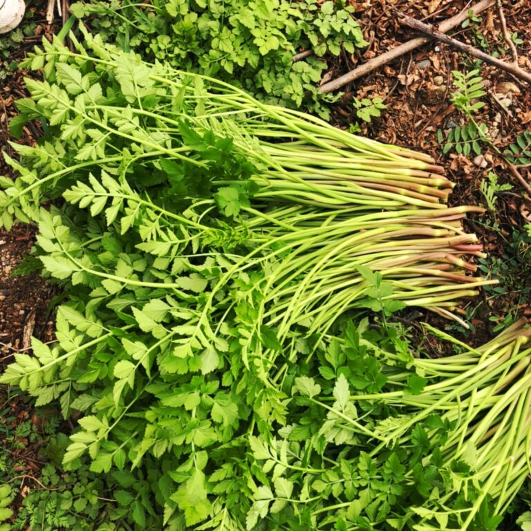 『水芹菜』营养价值 | 每100g营养成分表
