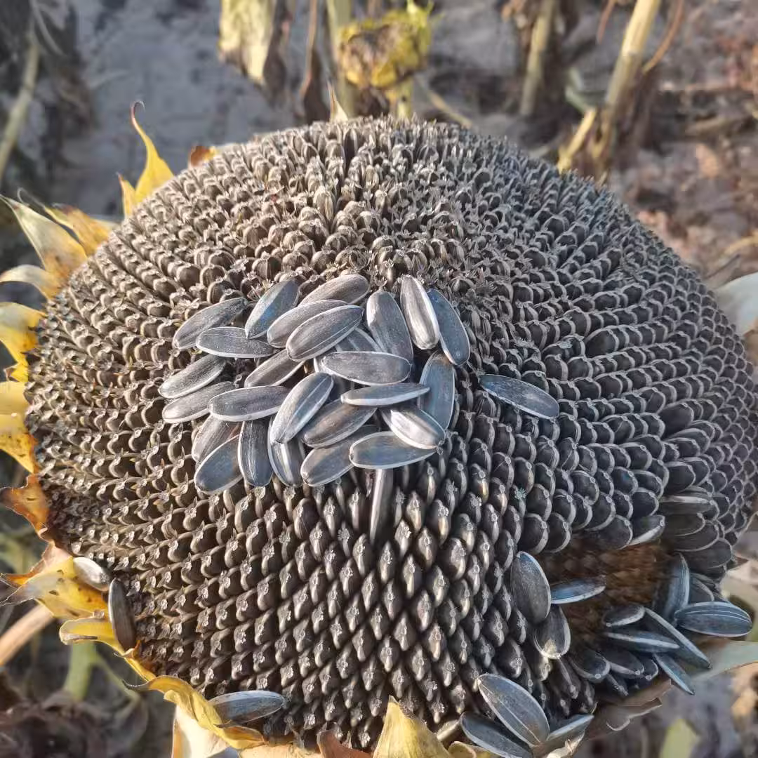 葵花子(生)
