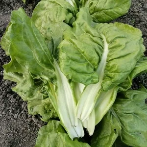 观达菜[根达菜，牛皮菜]