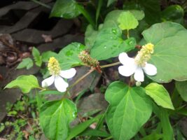 『鱼腥草(叶)[蕺菜、臭菜]』营养价值 | 每100g营养成分表