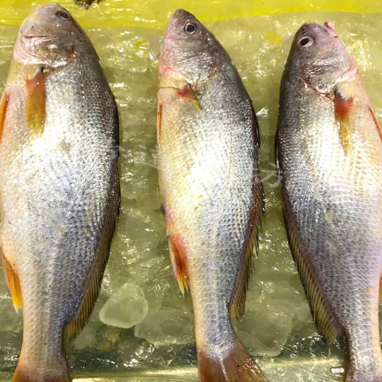 黄姑鱼[黄婆鸡(鱼)]