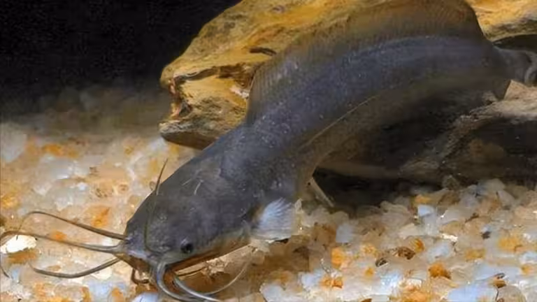 『胡子鲇[塘虱(鱼)]』营养价值 | 每100g营养成分表