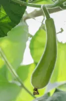 『葫芦[长瓜，蒲瓜，瓠瓜]』营养价值 | 每100g营养成分表