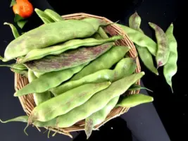 『油豆角[多花菜豆](鲜)』营养价值 | 每100g营养成分表