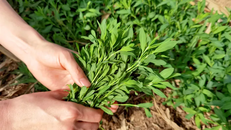 扁蓄菜[竹节草](鲜)