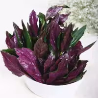 『紫背天葵[红风菜、血皮菜]』营养价值 | 每100g营养成分表