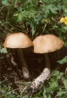 『牛肝菌（黄皮牛肝菌，鲜)[黄皮疣柄牛肝菌、黄癞头]』营养价值 | 每100g营养成分表