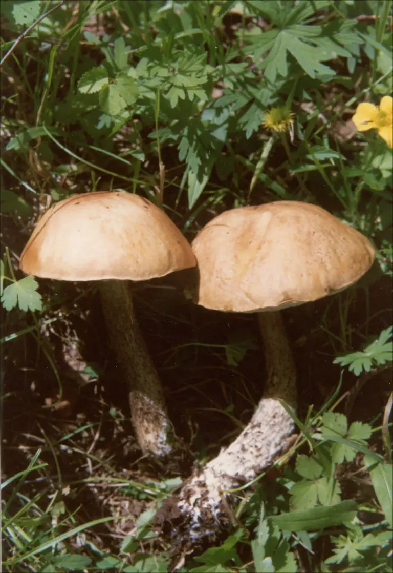 『牛肝菌（黄皮牛肝菌，鲜)[黄皮疣柄牛肝菌、黄癞头]』营养价值 | 每100g营养成分表