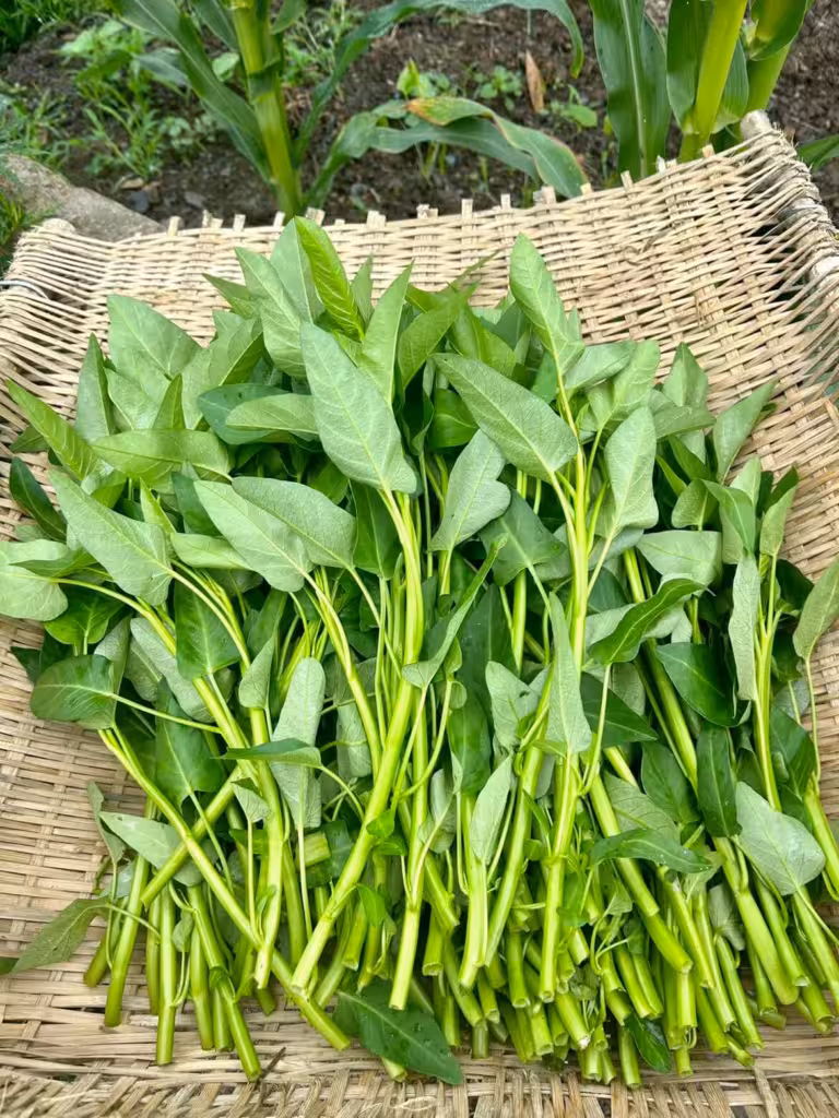 『蕹菜[空心菜，藤藤菜]』营养价值 | 每100g营养成分表