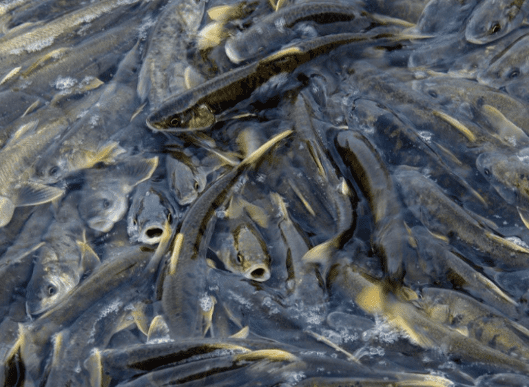 湟鱼(裸鲤鱼)