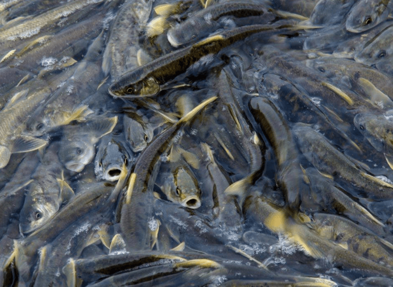湟鱼(裸鲤鱼)