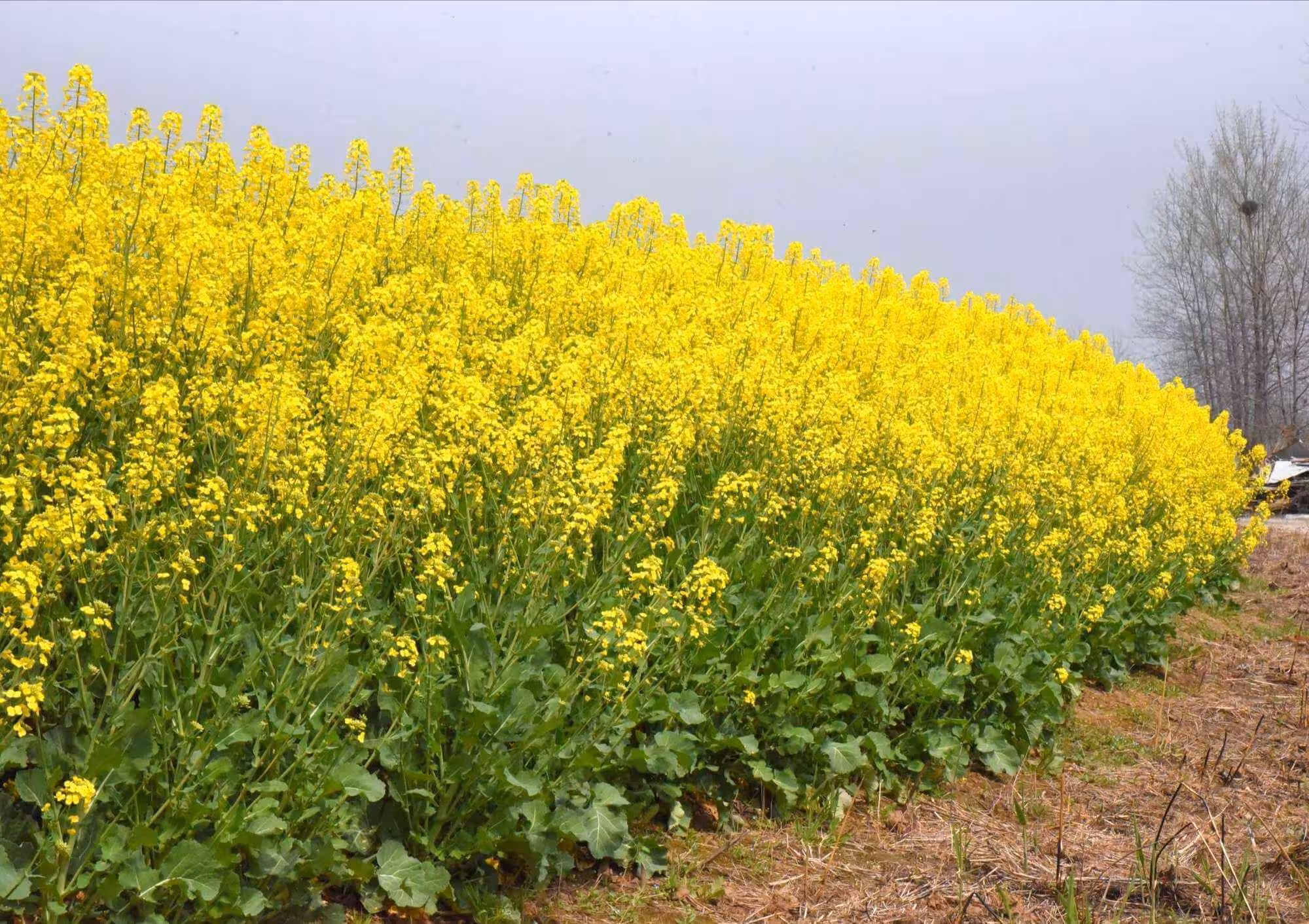 『油菜』营养价值 | 每100g营养成分表 油菜