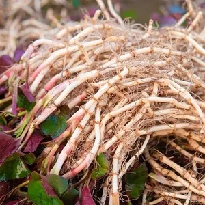 『鱼腥草(根)』营养价值 | 每100g营养成分表 鱼腥草(根)