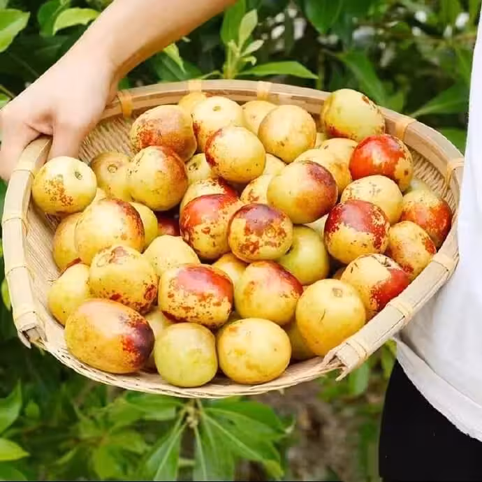 冬枣