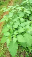 『白花菜』营养价值 | 每100g营养成分表