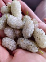 『桑葚(白)』营养价值 | 每100g营养成分表