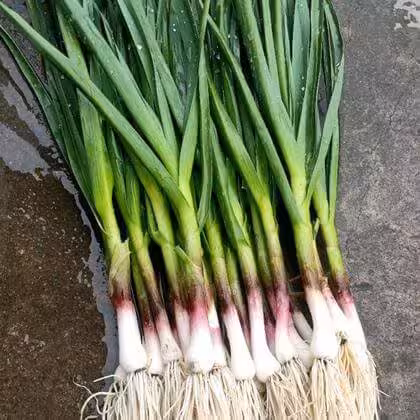 蒜苗