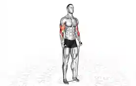 弹力带锤式弯举（Band Hammer Curl）正确姿势