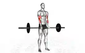窄握弯举(Close Grip Biceps Curl)正确姿势 窄握弯举