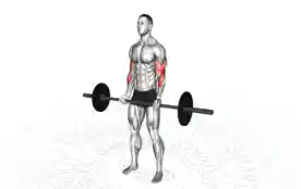 杠铃弯举（Biceps Barbell Curl）正确姿势