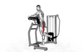 臀肌机后踢（Glute Machine Kickback）正确姿势