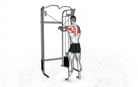 绳索后束三角肌飞鸟(反向飞鸟)(Cable Rear Delt Fly (Reverse Fly))正确姿势 绳索后束三角肌飞鸟(反向飞鸟)