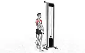 绳索直立划船(Cable Upright Row)正确姿势 绳索直立划船