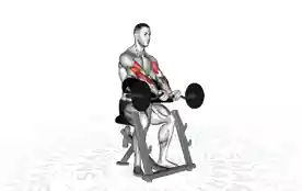 曲杆牧师凳弯举(EZ-Bar Preacher Curl)正确姿势 曲杆牧师凳弯举