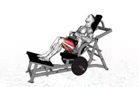 器械臀桥（Machine Hip Thrust）正确姿势