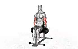 坐姿锤式弯举(Seated Hammer Curl)正确姿势 坐姿锤式弯举