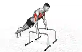 双杠深度俯卧撑（Deep Push Up On Parallel Bars）正确姿势