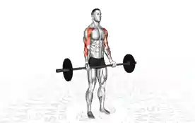 杠铃拖曳弯举(Barbell Drag Curl)正确姿势 杠铃拖曳弯举
