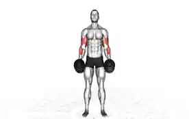 哑铃交叉锤式弯举(Dumbbell Cross Body Hammer Curl)正确姿势 哑铃交叉锤式弯举