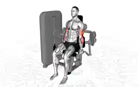 器械肱二头肌弯举(Machine Biceps Curl)正确姿势 器械肱二头肌弯举