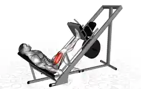 单腿推举(Single Leg Press)正确姿势 单腿推举