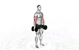 哑铃弯举(Dumbbell Alternate Supinated Curl)正确姿势 哑铃弯举