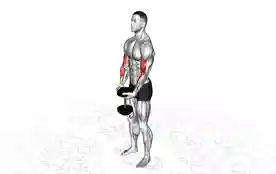 单臂哑铃弯举(Single Dumbbell Curl)正确姿势 单臂哑铃弯举